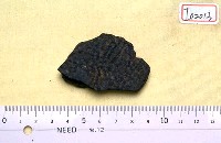 藏品(鱉背甲骨板化石)的圖片